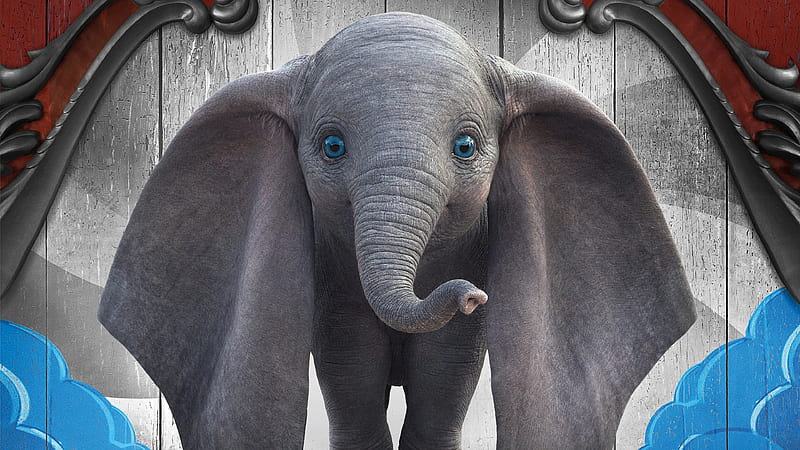 cute baby elephant, face, HD wallpaper