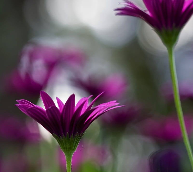 Flower beautiful, blur nature, stem, HD wallpaper
