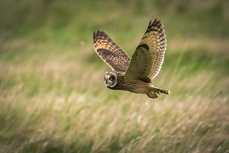 owl, bird, flight, field, wildlife, HD wallpaper
