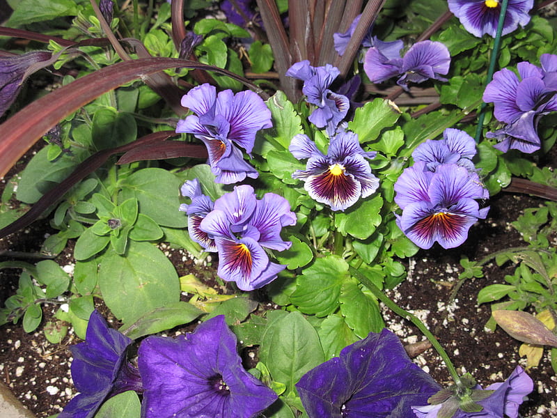Purple Pansies , pot, pansy, graphy, green, purple, flowers, garden, nature, white, petunias, HD wallpaper