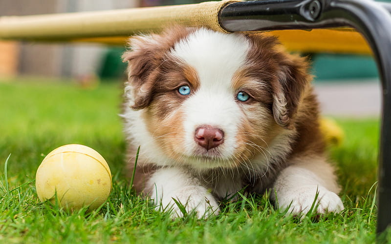 brown white aussie, puppy, little brown dog, puppy with blue eyes, Australian Shepherd, cute animals, dogs, HD wallpaper