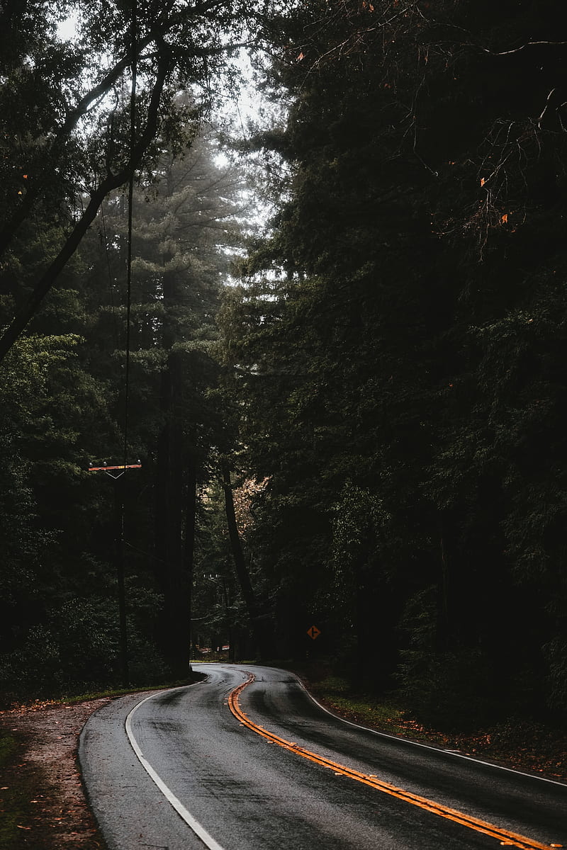 road, marking, forest, trees, HD phone wallpaper