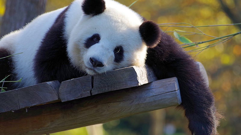 White Black Panda Is Lying Down On Wooden Bench In Blur Green Bokeh Background Panda, HD wallpaper