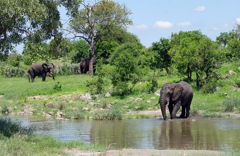 Wildlife Elephants South Africa, elephants, nature reserve, wild, wildlife, animals, game reserve, HD wallpaper
