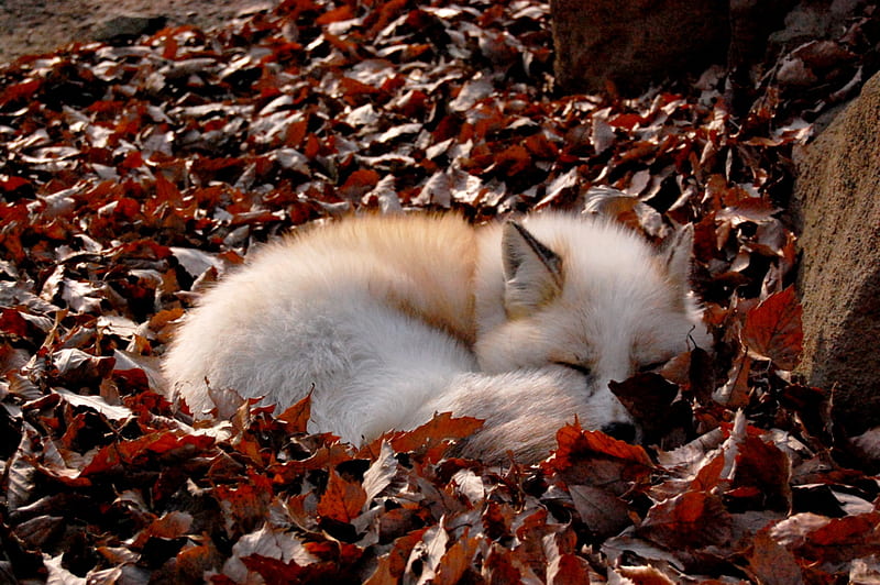 Animal, Fox, Leaf, Sleeping, Wildlife, HD wallpaper