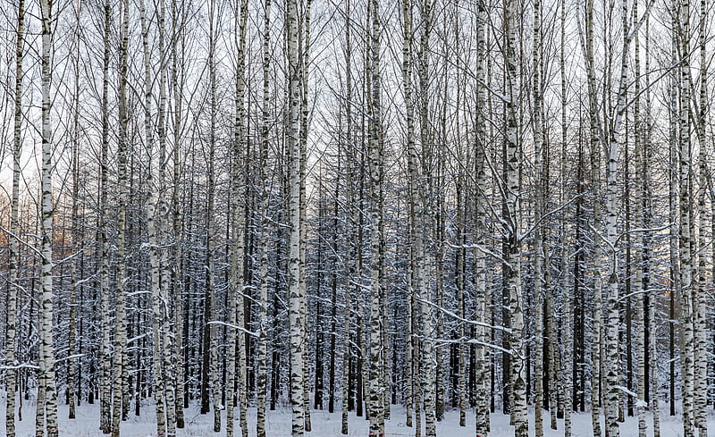 forest, birch, trees, snow, winter, nature, HD wallpaper