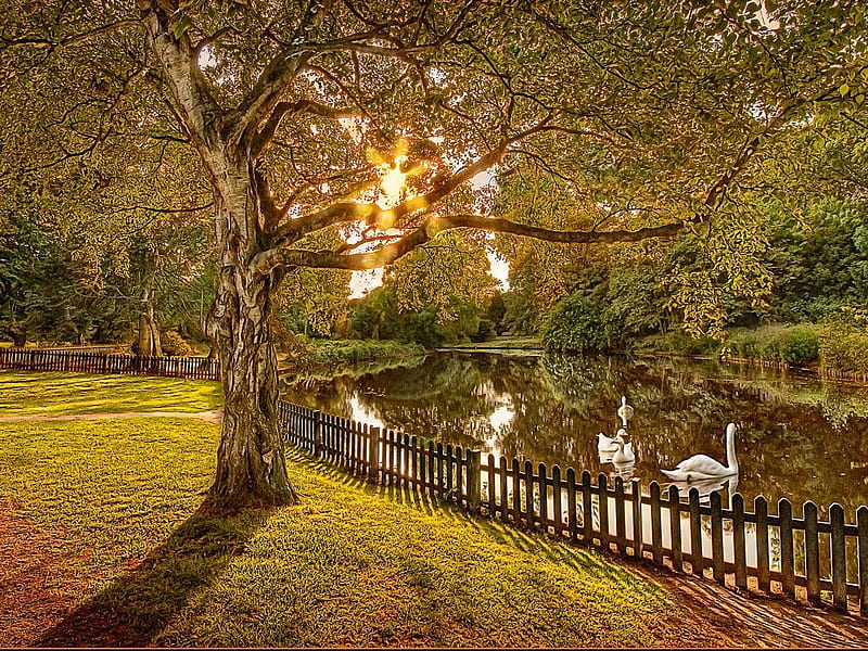 Beatrix Park, Amsterdam., fence, fall, autumn, sun, park, swan, lake, leaf, tree, bird, nature, reflection, HD wallpaper
