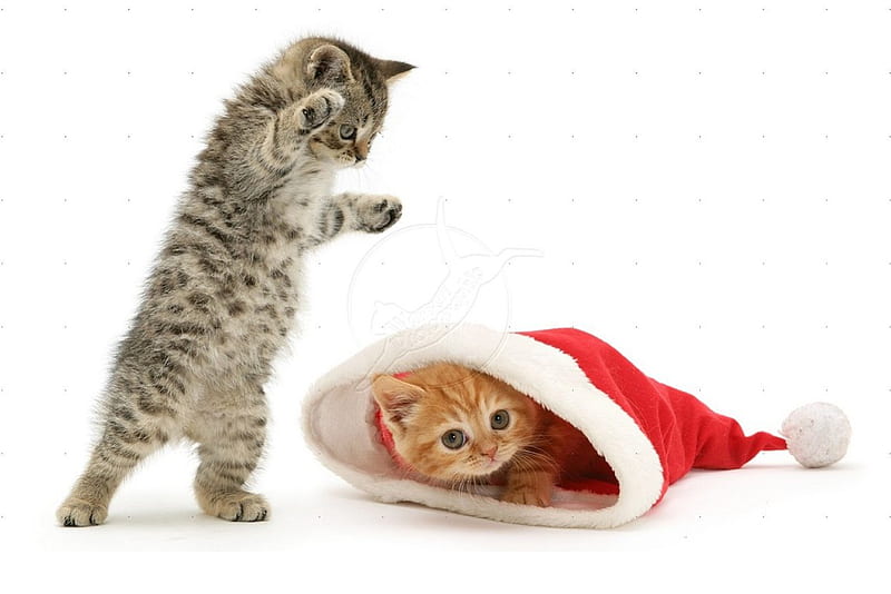 Kittens playing with Santa hat, playing, Santa hat, cats, animals, HD ...