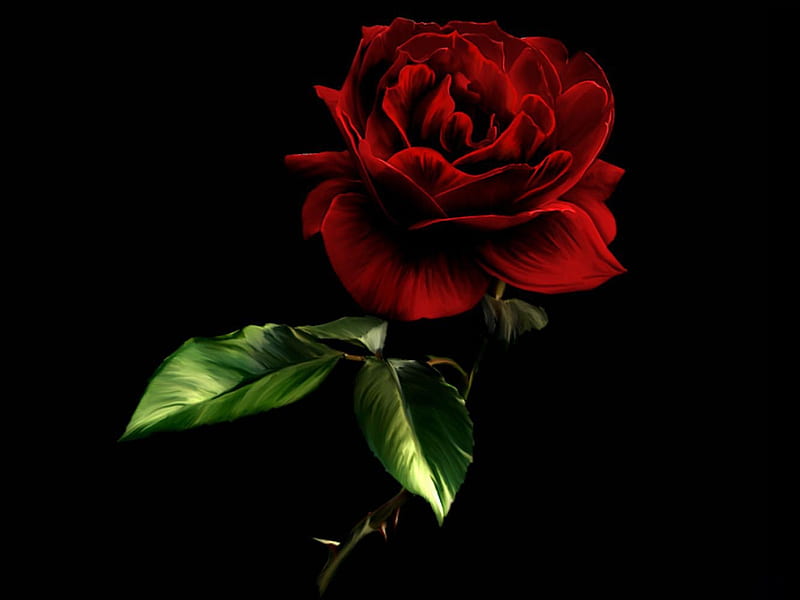 A Single Red Rose, flower, red, nature, rose, HD wallpaper
