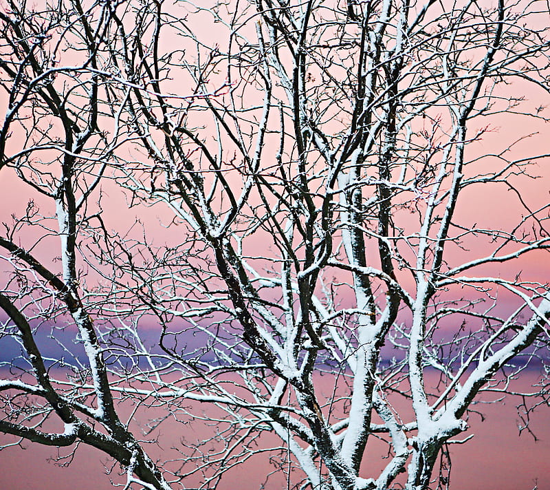 Sunrise Tree, branches, lines, nature, pink, snow, sunrise, tree, winter, HD wallpaper