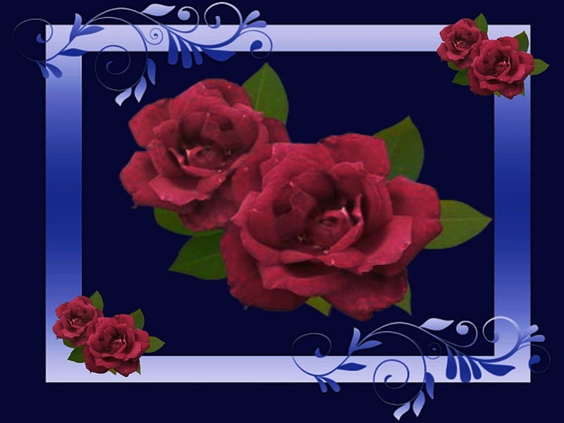 Red Roses, roses for love, sweet roses, roses, love affair, HD wallpaper