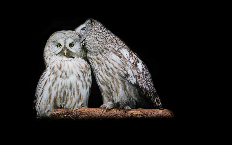 Animal, Great Grey Owl, HD wallpaper
