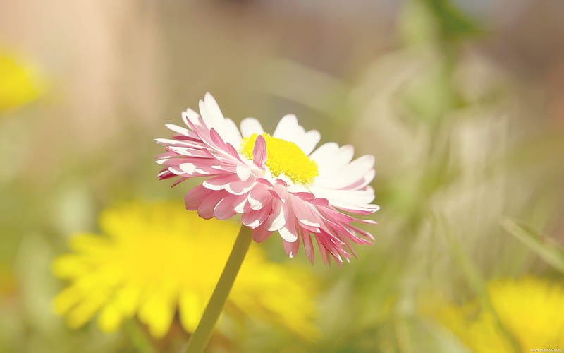 Little Daisy-Fresh and natural flowers, HD wallpaper