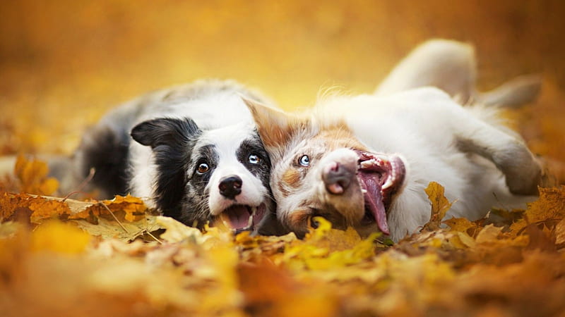 Dogs with Crazy Eyes, eyes, crazy, animal, dog, HD wallpaper | Peakpx