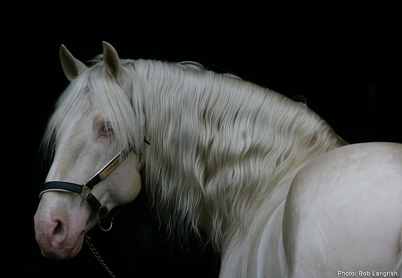 Albino Andalusian, rare, andalusian, light palomino, albino, horses, spanish, HD wallpaper