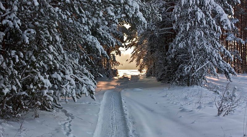 Snow Tunnel, path, forest, sunshine, trees, HD wallpaper