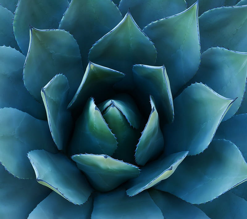 Agave Mexicana Plant Close Up Background Picture Of Agave Background Image  And Wallpaper for Free Download
