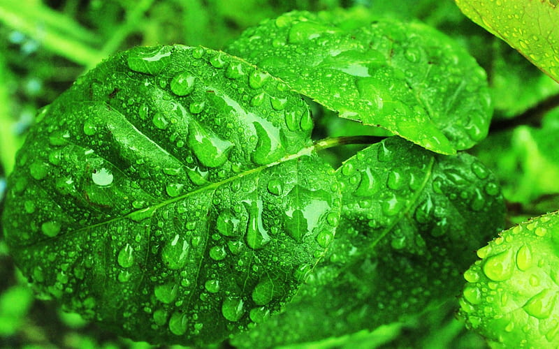 raindrops -green theme, HD wallpaper