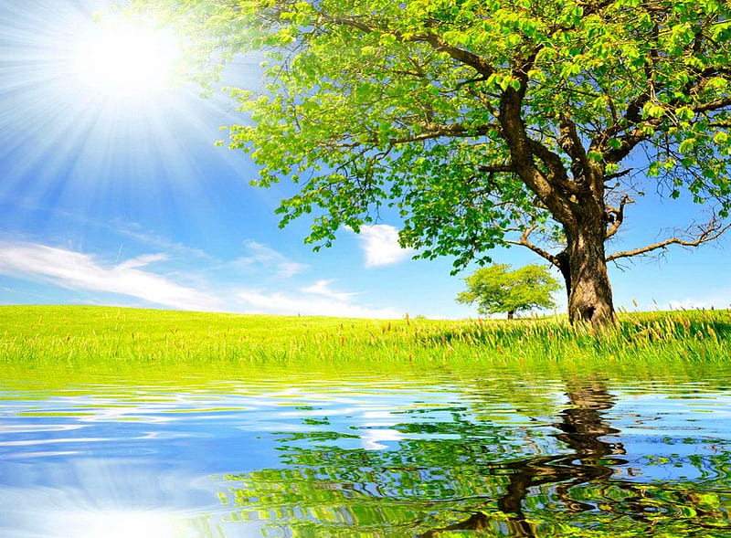 Spring sun, grassy, pretty, glow, grass, dazzling, bonito, nice, green, lovely, fresh, spring, sky, lake, tree, water, summer, nature, refelction, HD wallpaper