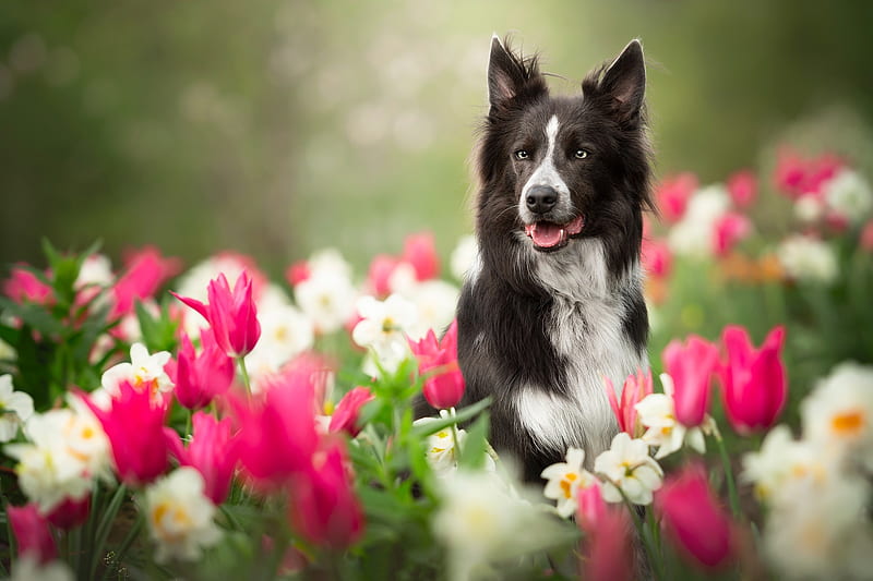 Border Collie, flower, caine, pink, white, tulip, dog, blsck, spring, green, daffodil, HD wallpaper