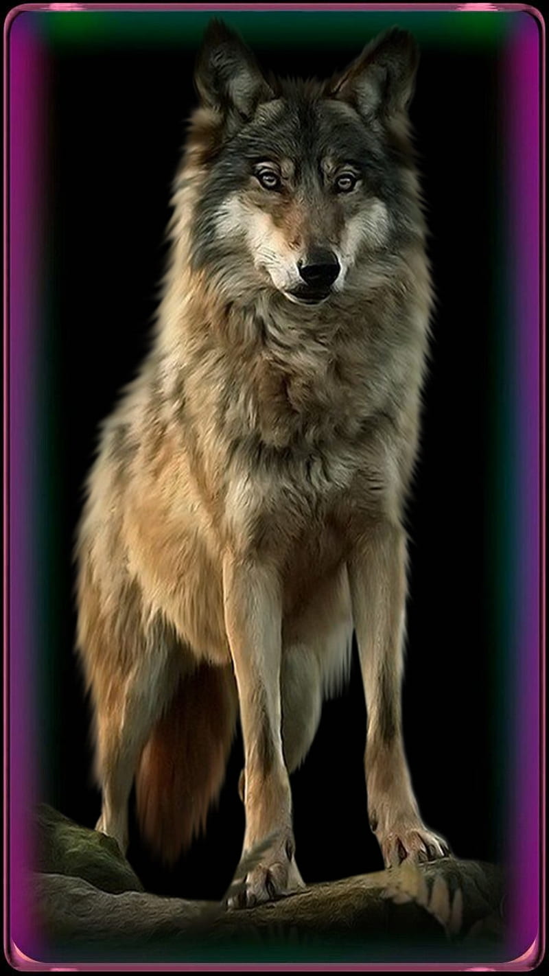 Animales, animales, desenho, lobo americano, lobo, lobos, lobos, Fondo de  pantalla de teléfono HD | Peakpx