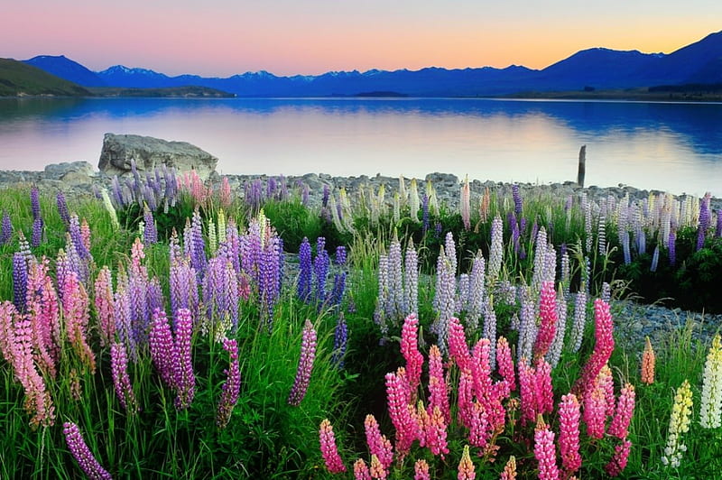 Lupins near lake Tekapo, lupin, new zealand, flowers, bonito, lake, tekapo,  HD wallpaper | Peakpx