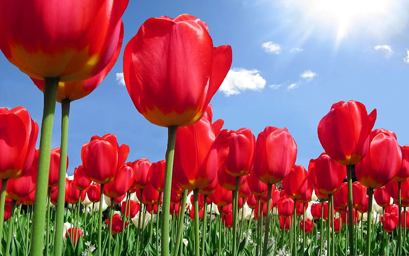 red tulips, wildflowers, spring, flower field, tulips, flowers on the sky background, HD wallpaper