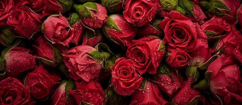 Red rose, bright, colors, flo, flowers, HD wallpaper