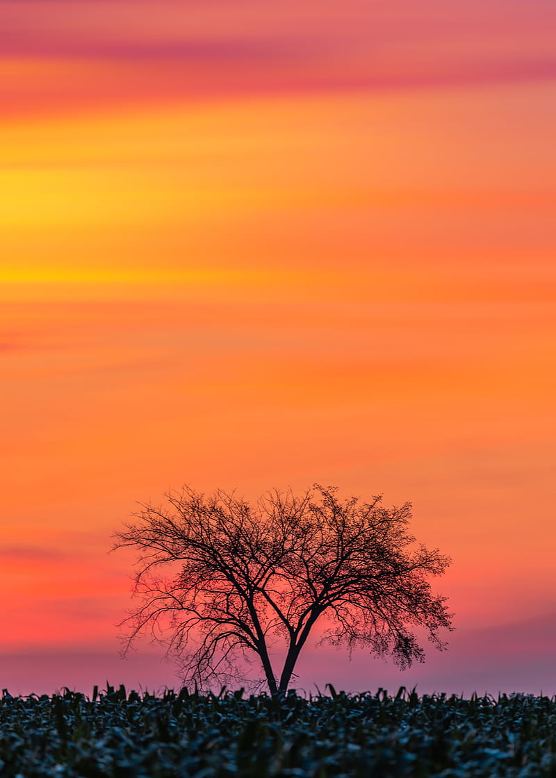 tree, branches, sunset, horizon, grass, HD phone wallpaper