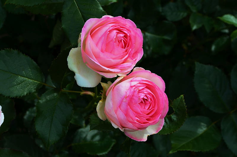 English Rose, blossoms, summer, garden, pink, HD wallpaper