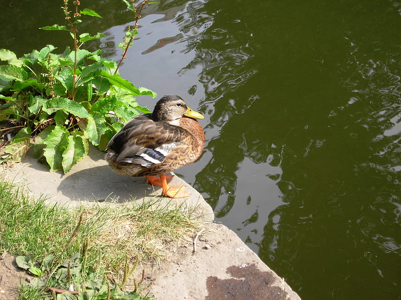 Mandarin duck, park, pool, grass, HD wallpaper