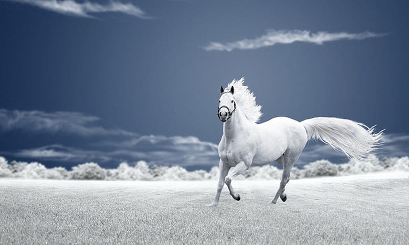White, fly, horse, run, HD wallpaper