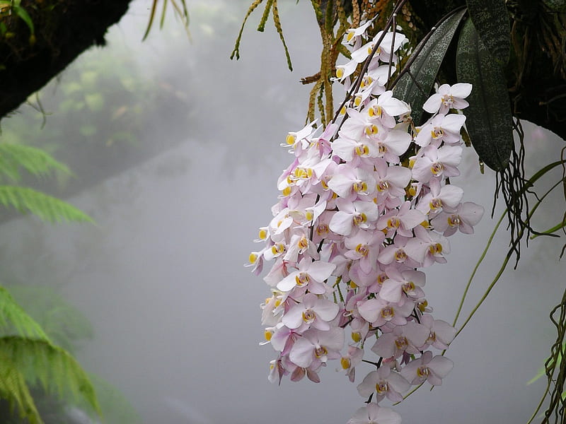 Orquídeas en la niebla, orquídeas, selva, flores, flores, niebla, niebla,  Fondo de pantalla HD | Peakpx