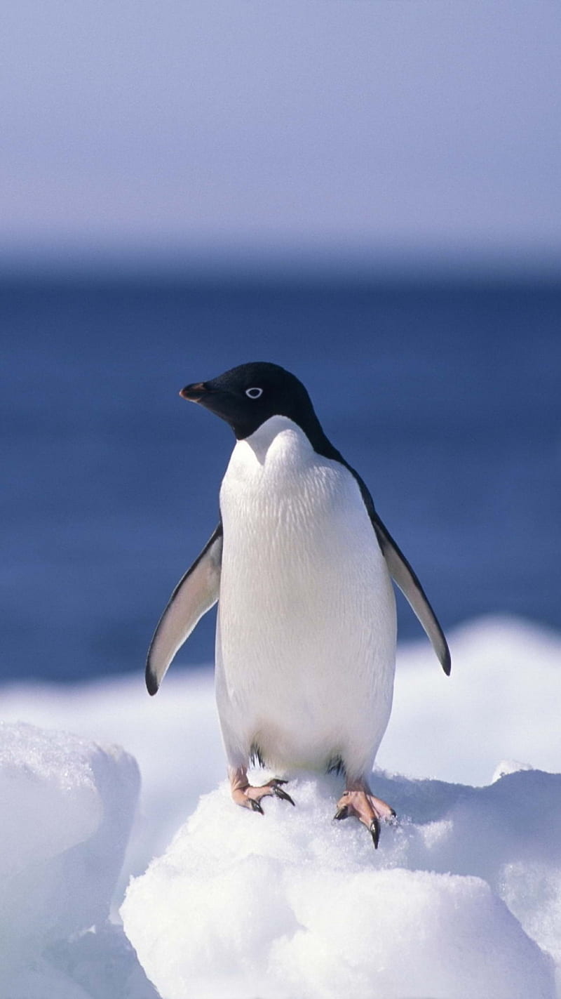 Penguin, funny, penguins, HD phone wallpaper | Peakpx