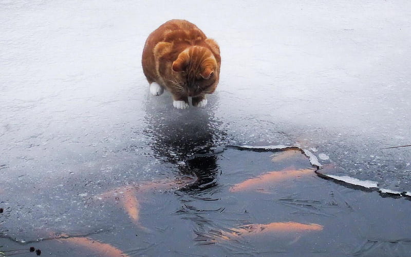Cat Fish Winter-Animal World, HD wallpaper