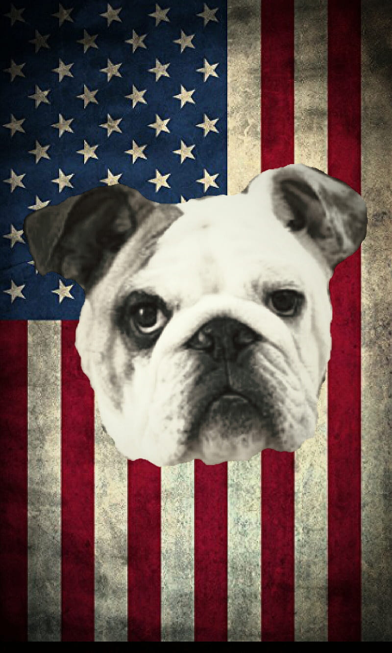 AMERICA, american flag, bull, bulldog, cute, dogs, flag, french, puppies, state, HD phone wallpaper
