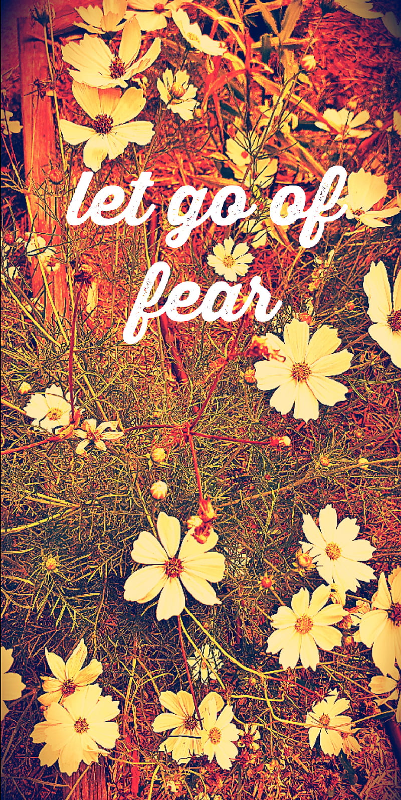 Let go of fear, nature, inspiration, positive, flowers, flora, floral, onemomentism, affirm, pretty, daisy, HD phone wallpaper
