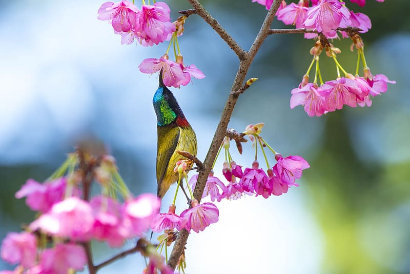 Birds, Flower, Bird, Animal, Pink Flower, Sunbird, HD wallpaper | Peakpx