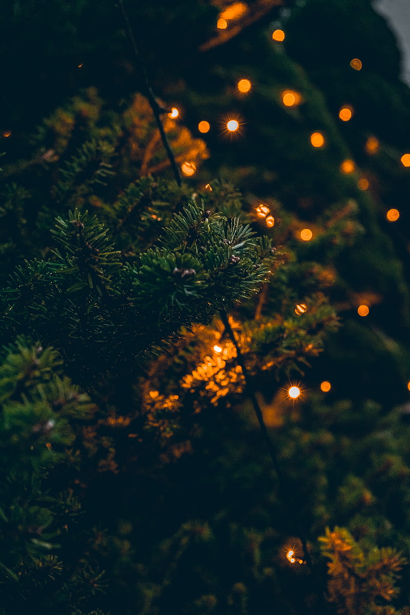 green pine tree with yellow string lights, HD phone wallpaper