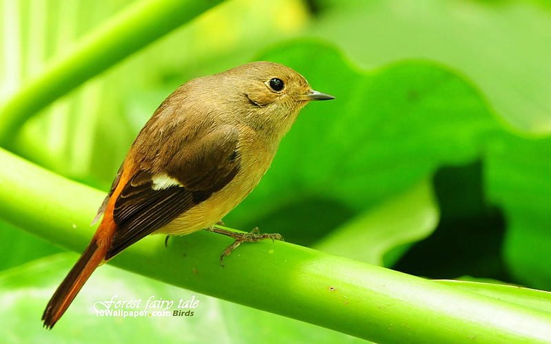 Yellowtail Robin-Aura bird, HD wallpaper