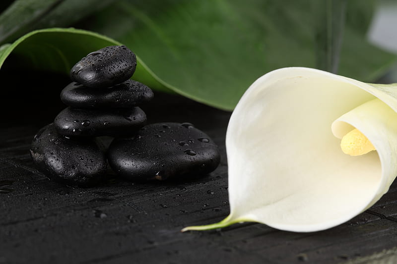 Spa wet, exotic, drop, relax, bonito, leaf, still life, graphy, stones, nice, cool, calla, flower, harmony, HD wallpaper