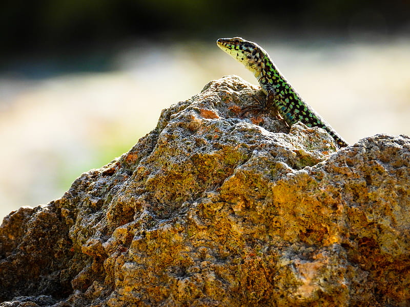 lizard, reptile, stone, amphibian, HD wallpaper