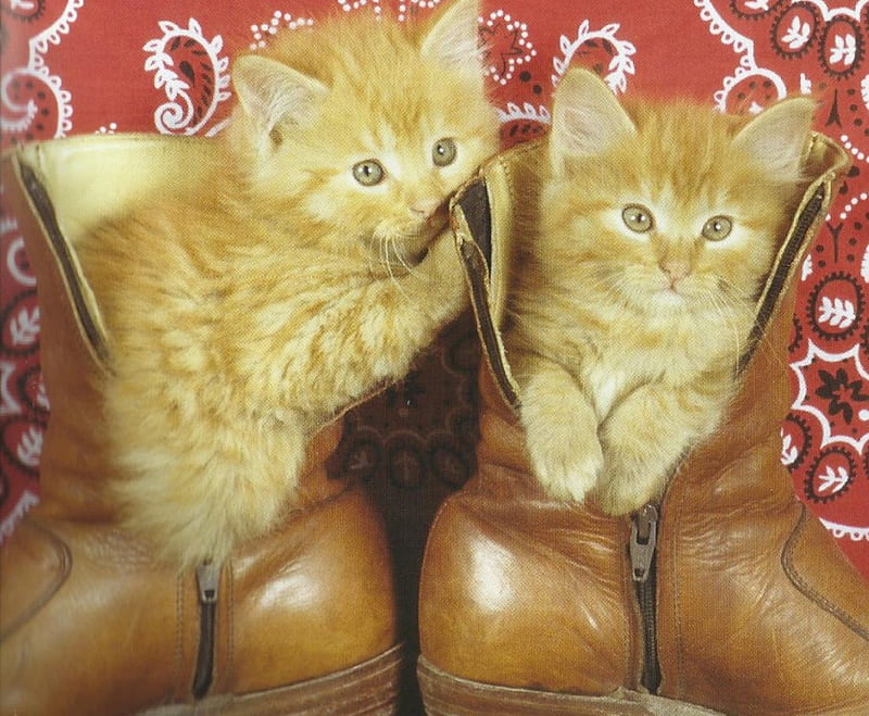 Two kittens in a pair of shoes, cute, paws, kittens, twins, shoes, HD wallpaper