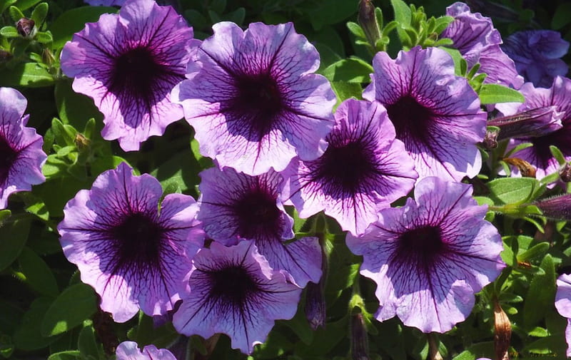 Blue Petunies, petunies, flowers, nature, blue, HD wallpaper Blue Petunies, petunies, flowers, nature, blue, HD wallpaper