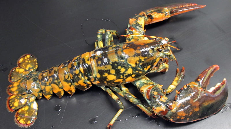 Very rare Calico Lobster, ocean, black, yellow, bonito, rare, animal, sea, water, calico lobster, pliers, HD wallpaper