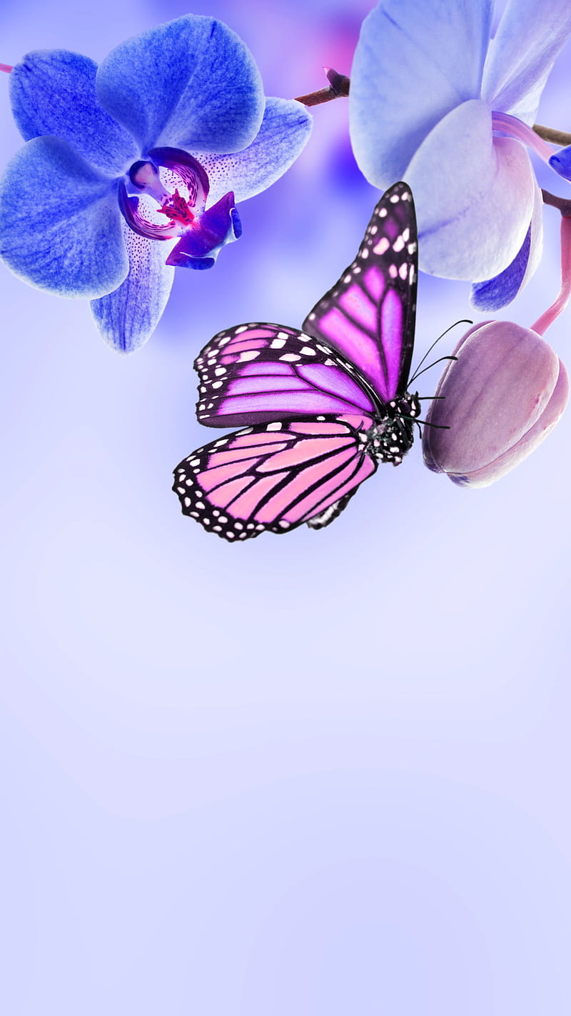 Orchid , flower, blue, butterfly, bonito, HD phone wallpaper