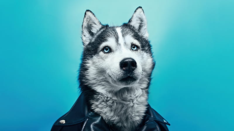 Husky In Leather Suit, siberian-husky, dog, animals, behance, HD wallpaper