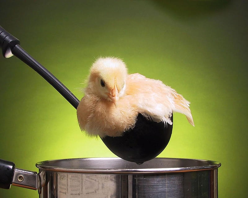 Chicken Soup, pot, chick, chicken, ladle, HD wallpaper