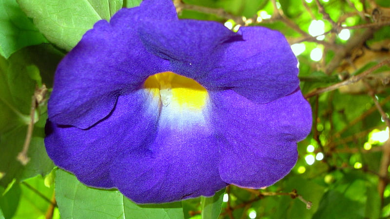 Morning Glory, violet blue, pretty, lovely, petunia, HD wallpaper