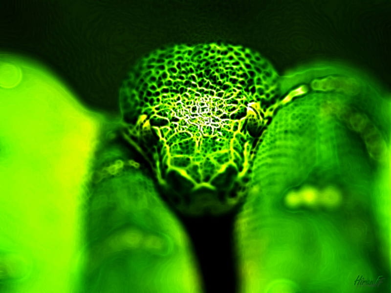 Dragon Head, green, wild, resting, curled, snake, HD wallpaper